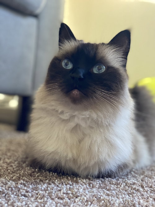 MIKKO #1879 - Offered by Owner - Purebred Ragdoll, an adoptable Ragdoll in HILLSBORO, OR