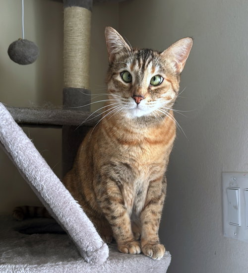 CINDER #1880 - Offered by Owner - Golden Tabby, an adoptable Tabby in HILLSBORO, OR