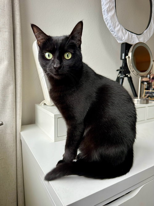 ROSIE #1883A - Offered by Owner - Good w/Dogs, an adoptable Domestic Short Hair in HILLSBORO, OR