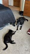 ROSIE #1883A - Offered by Owner - Good w/Dogs