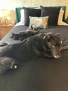 ROSIE #1883A - Offered by Owner - Good w/Dogs