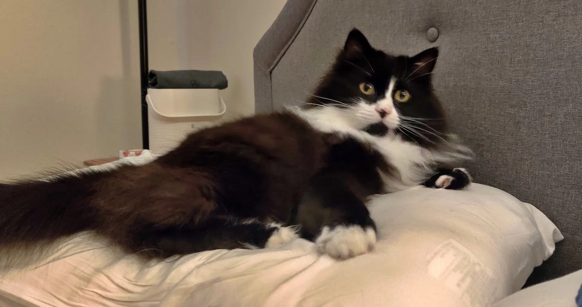 Elessar  - Offered By Owner - Fluffy Male Tux - Tuxedo