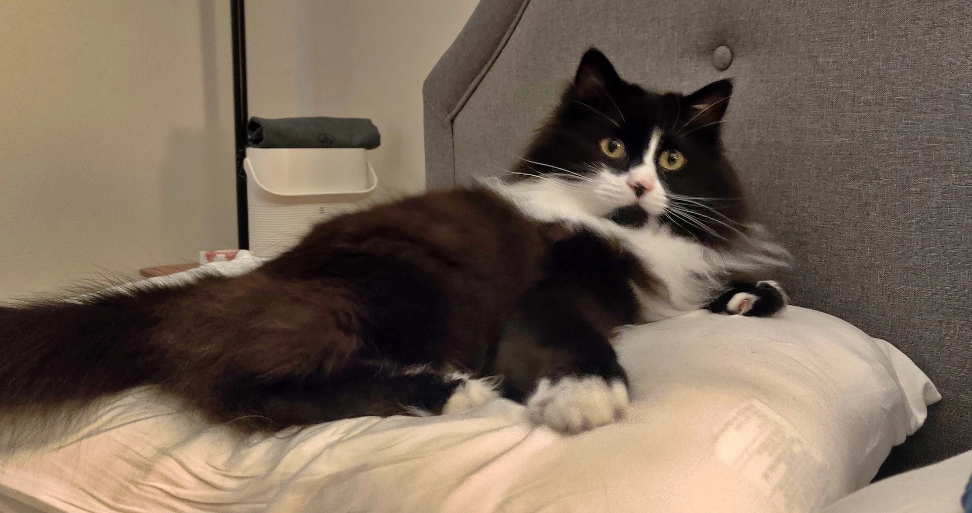 Elessar  - Offered By Owner - Fluffy Male Tux