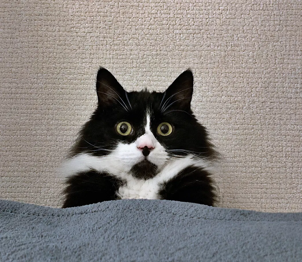 Elessar  - Offered By Owner - Fluffy Male Tux image 2