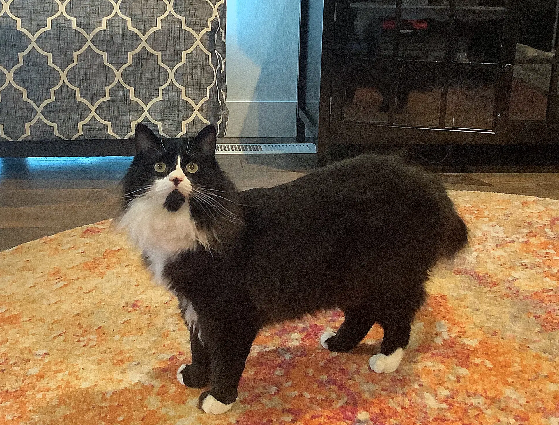 Elessar  - Offered By Owner - Fluffy Male Tux image 3