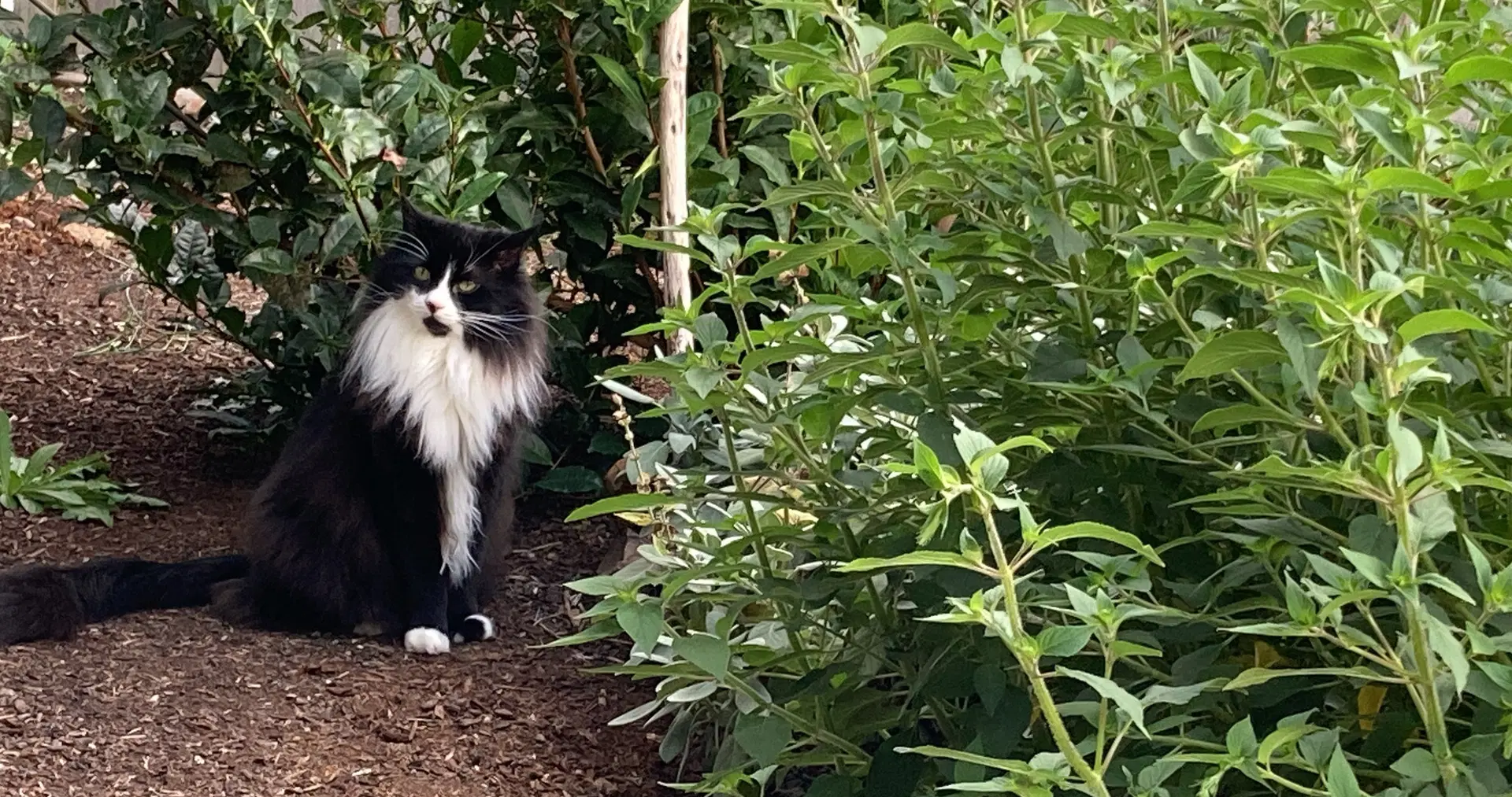 Elessar  - Offered By Owner - Fluffy Male Tux image 4