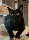 BAGHEERA - Loves his people!