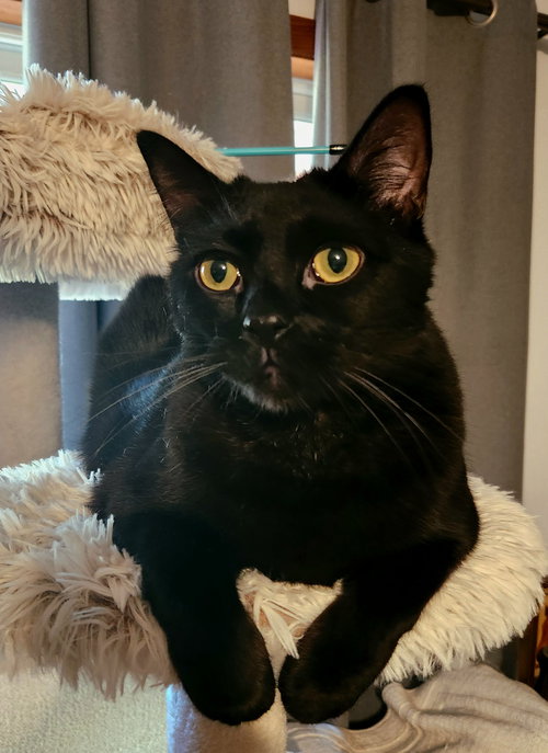 BAGHEERA - Loves his people!, an adoptable Domestic Short Hair in HILLSBORO, OR