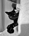 BAGHEERA - Loves his people!