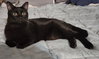 BAGHEERA - Loves his people!