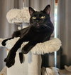 BAGHEERA - Loves his people!