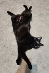 BAGHEERA - Loves his people!