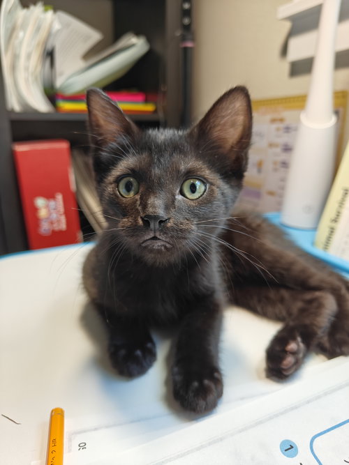 PANTHER - The Sleek & Spunky Explorer!, an adoptable Domestic Short Hair in HILLSBORO, OR