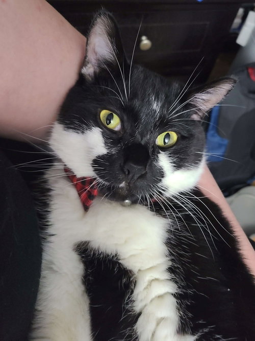 TYRION #1887 - Offered by Owner, an adoptable Domestic Medium Hair in HILLSBORO, OR