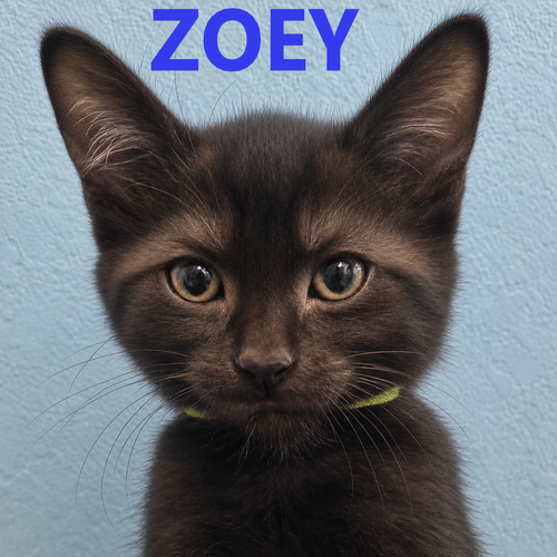 3 little kittens have no mittens, an adoptable Domestic Short Hair in HILLSBORO, OR