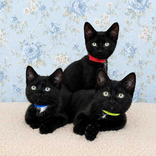 3 little kittens have no mittens, an adoptable Domestic Short Hair in HILLSBORO, OR