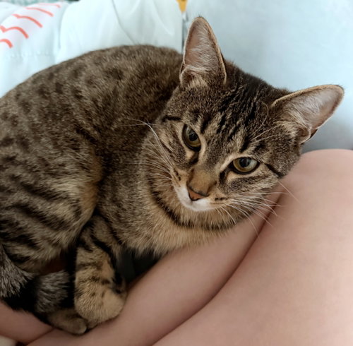RORY #1892 - Offered by Owner - Young Female!, an adoptable Tabby in HILLSBORO, OR