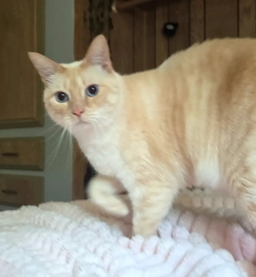FELIX #1893 - Offered by Owner - Siamese Mix, an adoptable Domestic Short Hair in HILLSBORO, OR