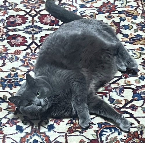 GIGI #1895 - Offered by Owner - Young Female, an adoptable Domestic Short Hair in HILLSBORO, OR