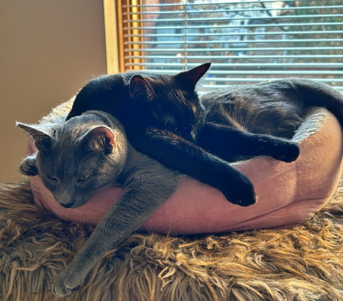 KAIRI & MIDNIGHT - Offered by Owner - Siblings, an adoptable Domestic Short Hair in HILLSBORO, OR