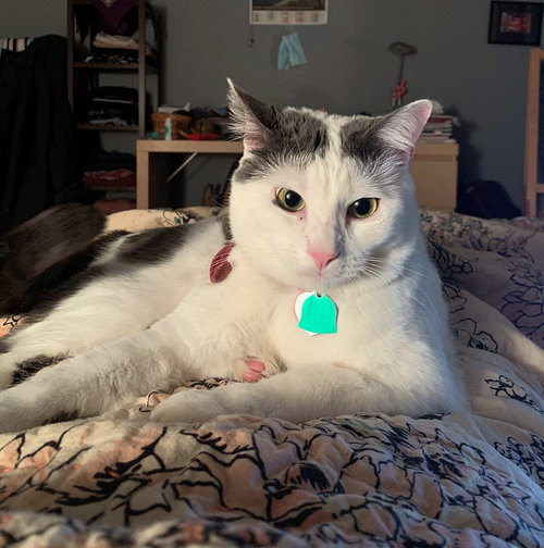 INDIGO #1898 - Offered by Owner -Good with Dogs, an adoptable Domestic Short Hair in HILLSBORO, OR