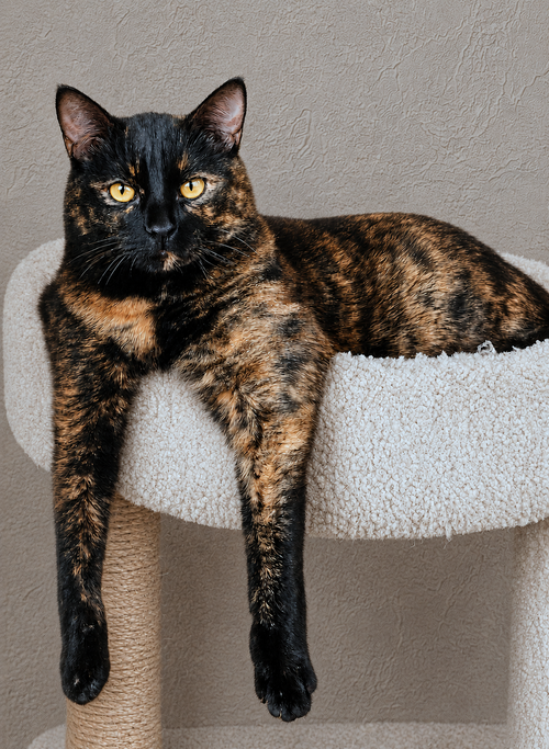 FREIDA #1901 - Offered by Owner, an adoptable Tortoiseshell in HILLSBORO, OR