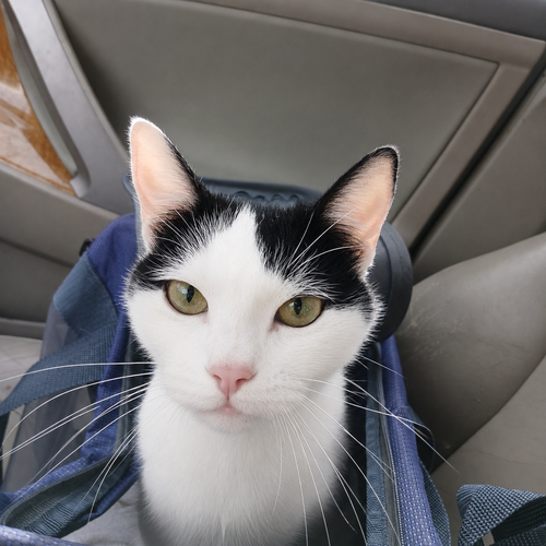 MINI MOO #1902 - Offered by Owner -Friendly Sr., an adoptable Domestic Short Hair in HILLSBORO, OR