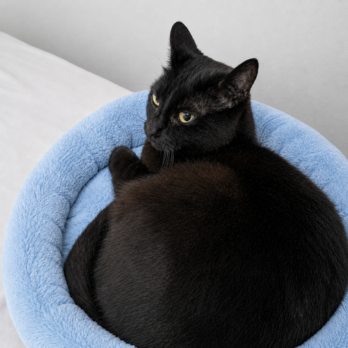 NEZUMI #1904 - Offered by Owner, an adoptable Domestic Short Hair in HILLSBORO, OR