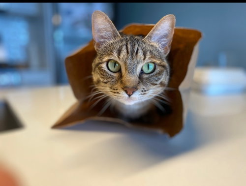 LACEY #1905 - Offered by Owner - 10 years, an adoptable Tabby in HILLSBORO, OR