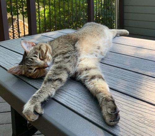 LACEY #1905 - Offered by Owner - 10 years, an adoptable Tabby in HILLSBORO, OR