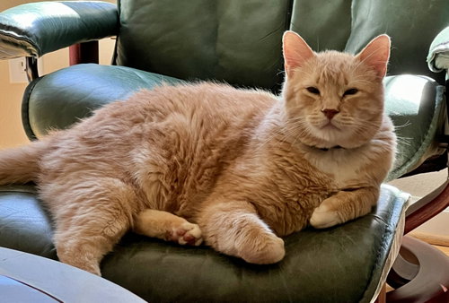 BORIS #1906 - Offered by Owner - British Shorthair, an adoptable British Shorthair in HILLSBORO, OR