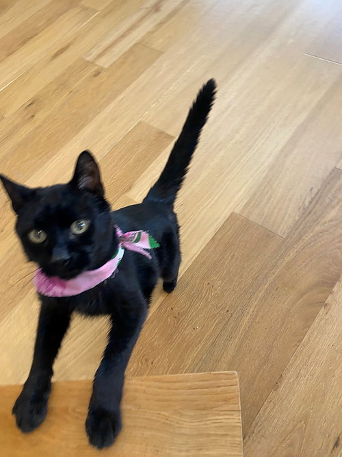 COOKIE #1907 - Offered by owner - Senior, an adoptable Domestic Short Hair in HILLSBORO, OR