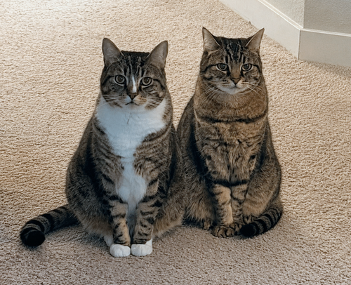 Bonded Adult Sibling Pair #1911 - Offered by Owner