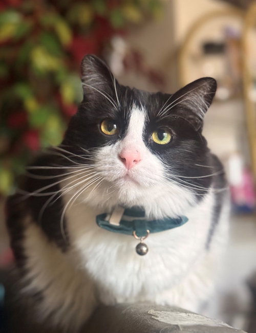 ASPER & ARI #1910 - Offered by Owner - Bonded Boys, Adult Domestic Short Hair / Tuxedo / Mixed (short coat), cat for adoption in Beaverton, Oregon