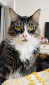 FLAQUITO #1914 - Offered by Owner