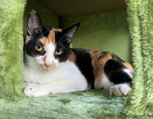 GIZMO #1915 - Offered by Owner - Young Calico