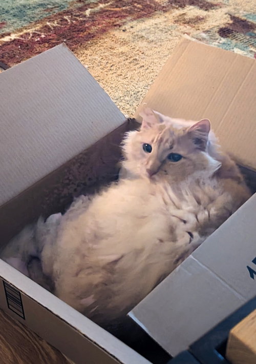 NIKO #1917 - Offered by Owner -Fluffy Senior, Senior Domestic Long Hair / Mixed (long coat), cat for adoption in Beaverton, Oregon