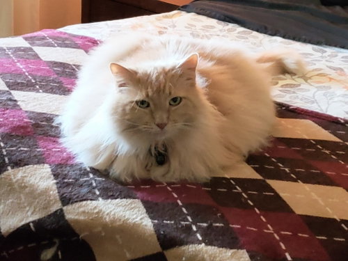 NIKO #1917 - Offered by Owner -Fluffy Senior