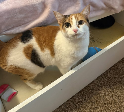 TWIX #1918 - Offered by Owner - Calico Beauty