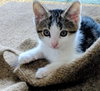 CLYDE (m)- one of 4 PACMAN KITTENS
