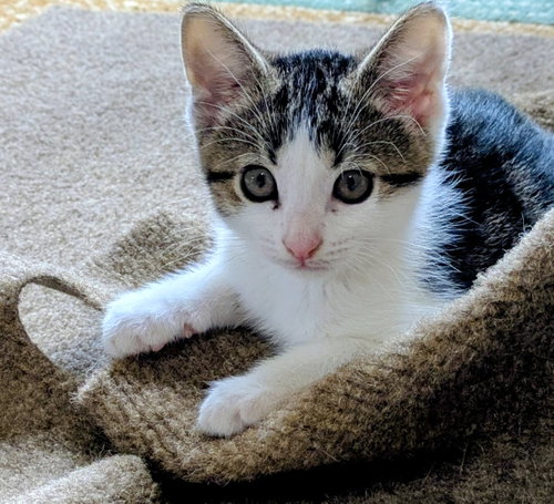 4 PACMAN KITTENS - Meet CLYDE (M)