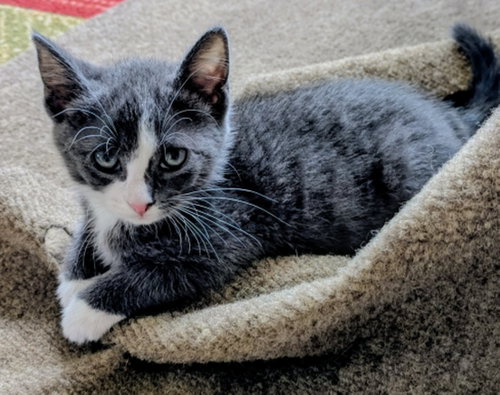 4 PACMAN KITTENS - Meet PINKY (F)