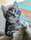 BLINKY (m) - one of 4 PACMAN KITTENS