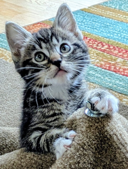 4 PACMAN KITTENS - Meet BLINKY (M)