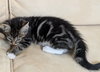 BLINKY (m) - one of 4 PACMAN KITTENS