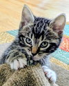 BLINKY (m) - one of 4 PACMAN KITTENS