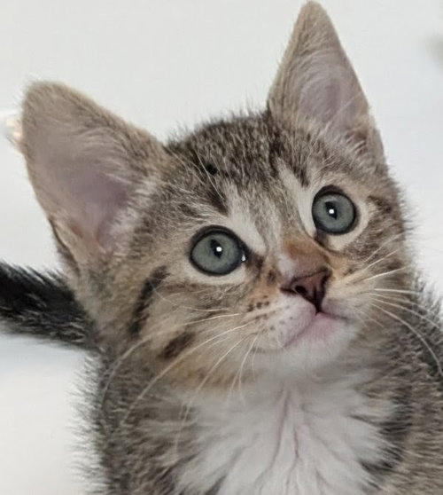 4 PACMAN KITTENS - Meet INKY (M)