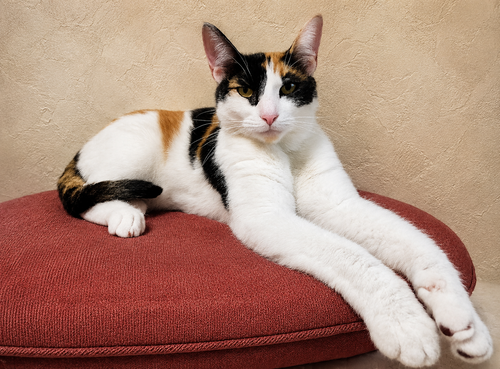 GRACE, Adult Calico / Domestic Short Hair / Mixed (short coat), cat for adoption in Hillsboro, Oregon