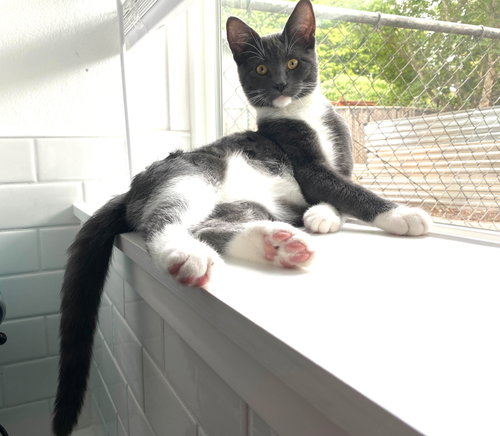 FINNICK #1924- Offered by Owner - Needs Calm