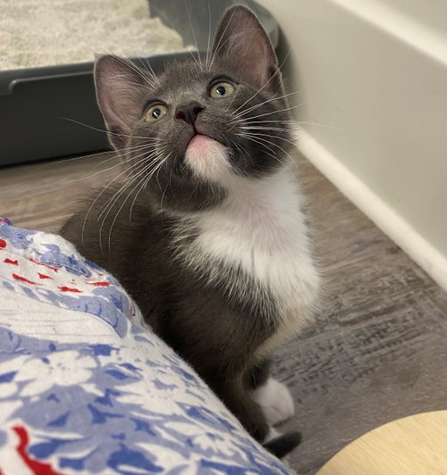 Finnick #1924- Offered By Owner photo 5